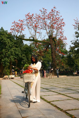 stunning red silk cotton trees spotted around old pagoda hinh 13