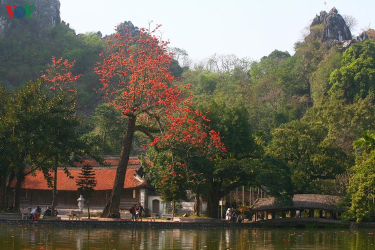 stunning red silk cotton trees spotted around old pagoda hinh 1