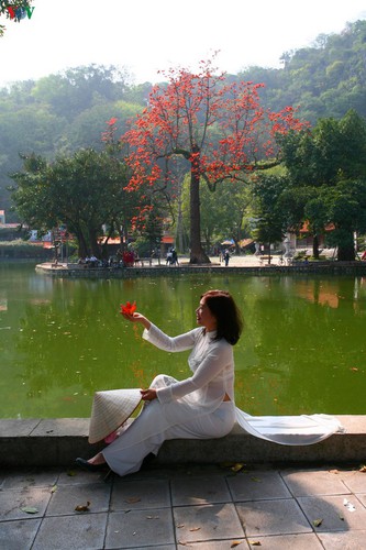 stunning red silk cotton trees spotted around old pagoda hinh 2