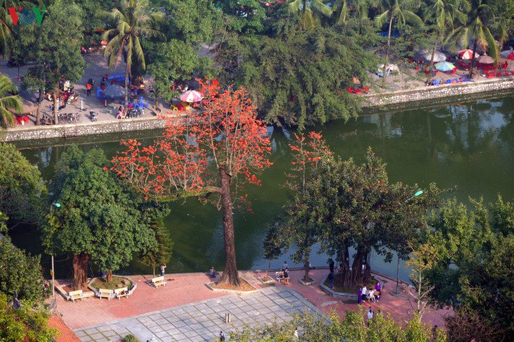 stunning red silk cotton trees spotted around old pagoda hinh 3