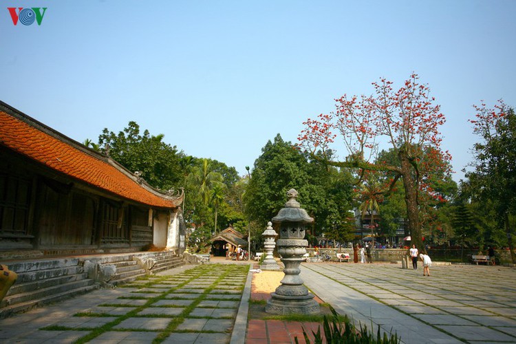 stunning red silk cotton trees spotted around old pagoda hinh 4