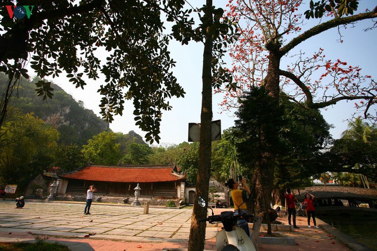 stunning red silk cotton trees spotted around old pagoda hinh 5