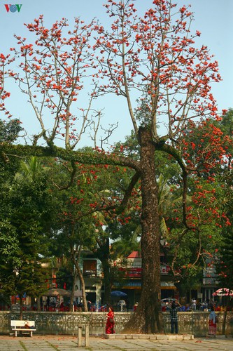 stunning red silk cotton trees spotted around old pagoda hinh 6