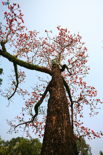 stunning red silk cotton trees spotted around old pagoda hinh 7