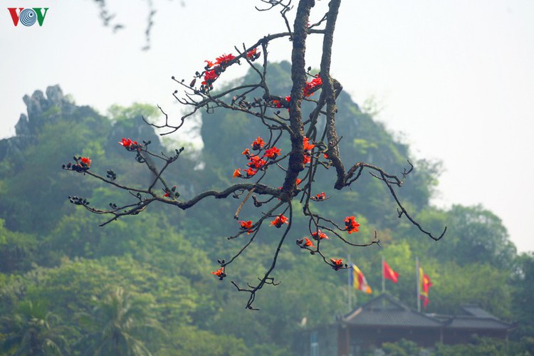 stunning red silk cotton trees spotted around old pagoda hinh 8