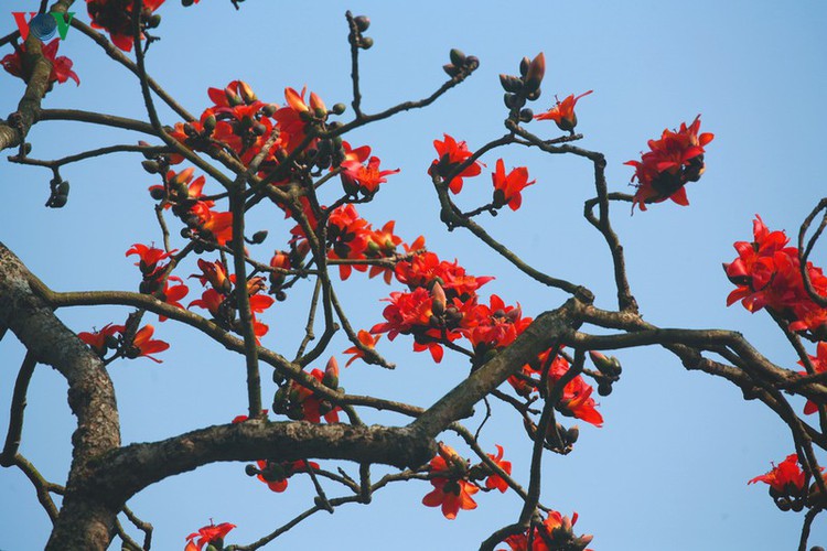 stunning red silk cotton trees spotted around old pagoda hinh 9