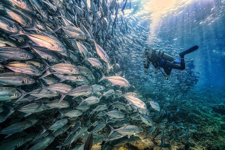 vietnamese photographer wins sony world photography awards hinh 3