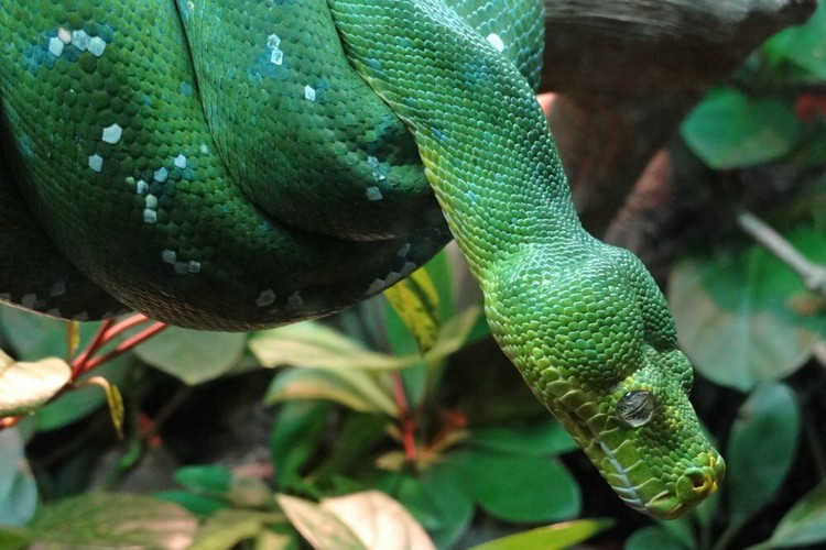 uk travel website introduces 10 best vietnamese national parks hinh 16