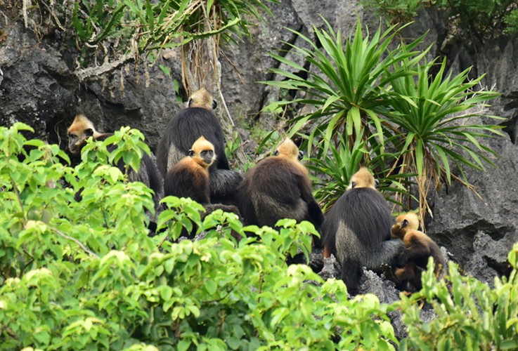 uk travel website introduces 10 best vietnamese national parks hinh 2