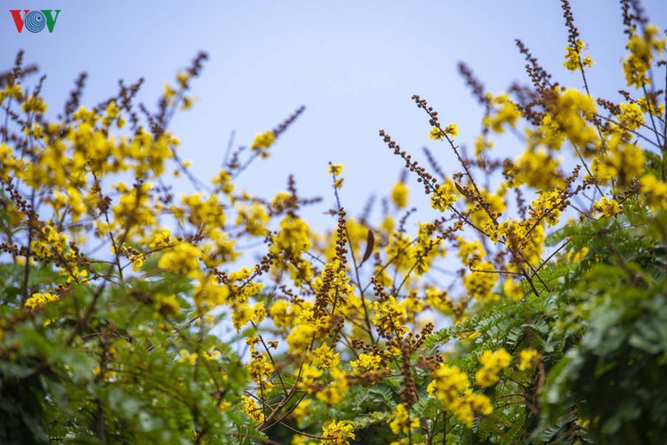 april sees flowers bloom throughout the streets of hue hinh 2