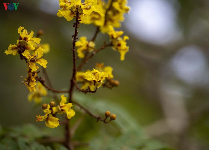 april sees flowers bloom throughout the streets of hue hinh 3