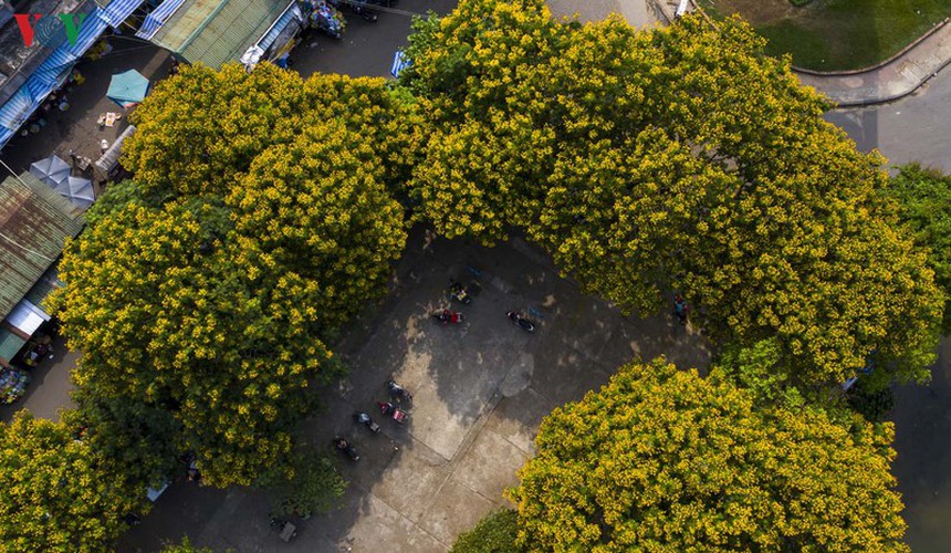 april sees flowers bloom throughout the streets of hue hinh 4