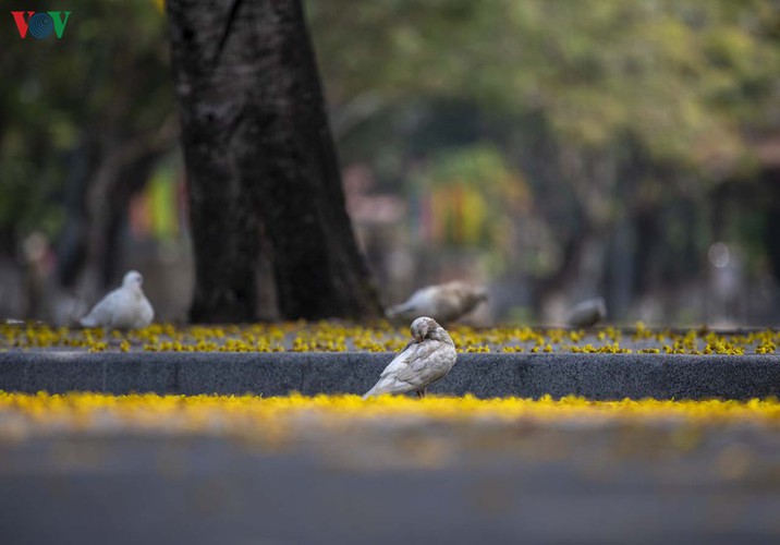 april sees flowers bloom throughout the streets of hue hinh 5