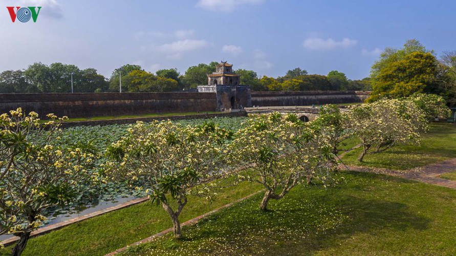 april sees flowers bloom throughout the streets of hue hinh 6