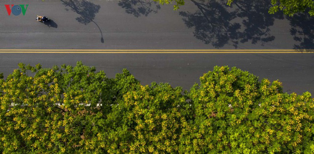 april sees flowers bloom throughout the streets of hue hinh 7