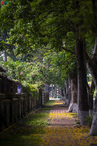 april sees flowers bloom throughout the streets of hue hinh 8