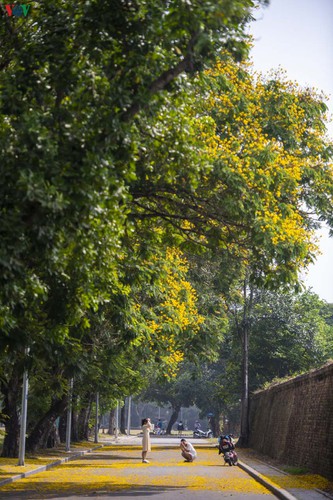 april sees flowers bloom throughout the streets of hue hinh 9