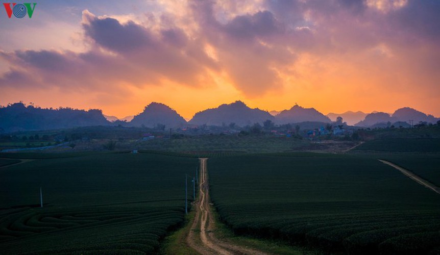 a view of the romantic green tea hills atop moc chau plateau hinh 11