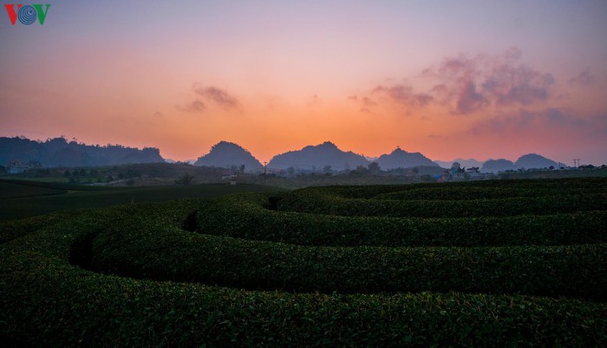 a view of the romantic green tea hills atop moc chau plateau hinh 12