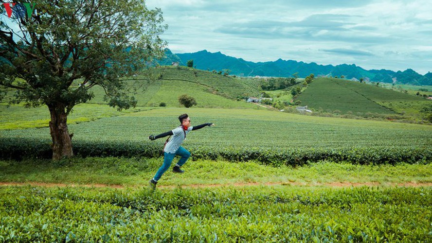 a view of the romantic green tea hills atop moc chau plateau hinh 15