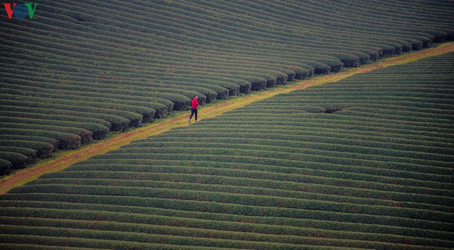 a view of the romantic green tea hills atop moc chau plateau hinh 16