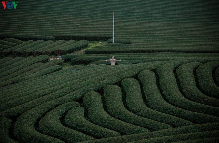 a view of the romantic green tea hills atop moc chau plateau hinh 17