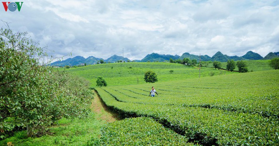 a view of the romantic green tea hills atop moc chau plateau hinh 18