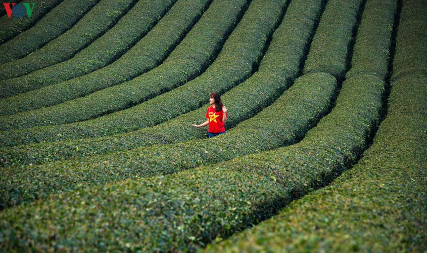 a view of the romantic green tea hills atop moc chau plateau hinh 19