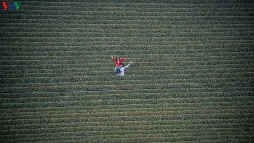 a view of the romantic green tea hills atop moc chau plateau hinh 20