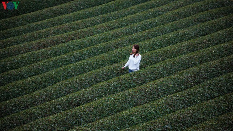a view of the romantic green tea hills atop moc chau plateau hinh 21