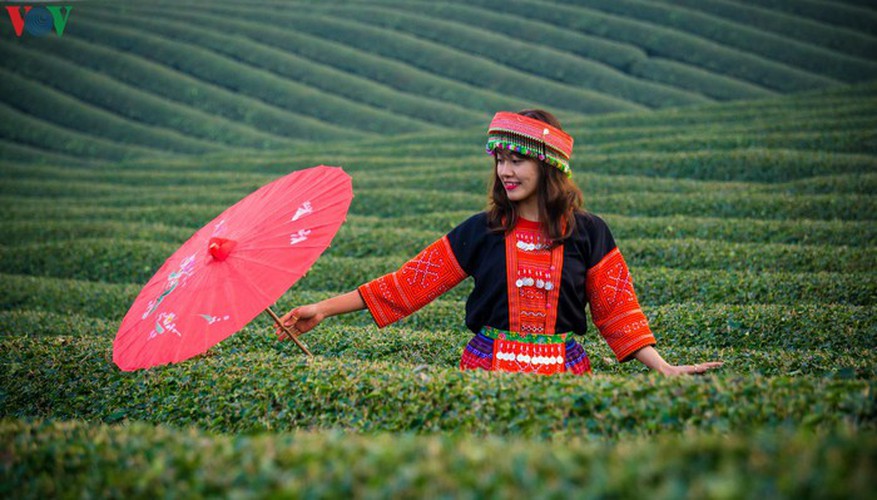 a view of the romantic green tea hills atop moc chau plateau hinh 22