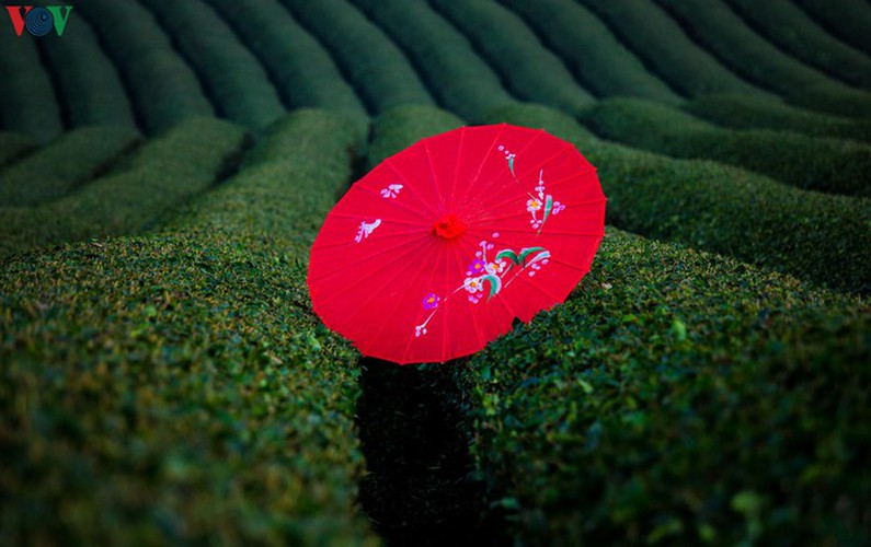 a view of the romantic green tea hills atop moc chau plateau hinh 23