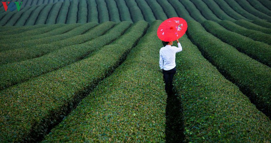a view of the romantic green tea hills atop moc chau plateau hinh 24
