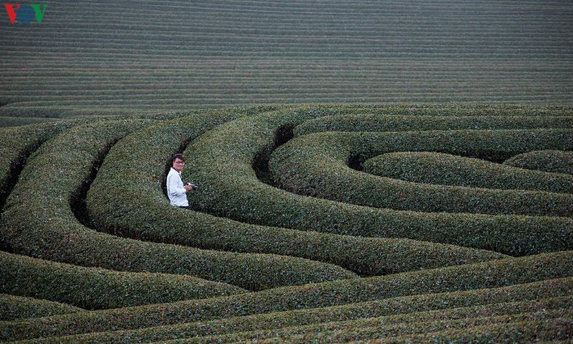 a view of the romantic green tea hills atop moc chau plateau hinh 26