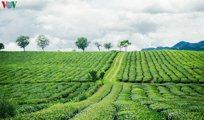 a view of the romantic green tea hills atop moc chau plateau hinh 6