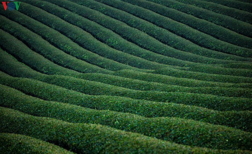 a view of the romantic green tea hills atop moc chau plateau hinh 7