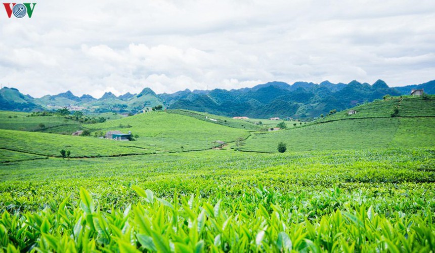 a view of the romantic green tea hills atop moc chau plateau hinh 8