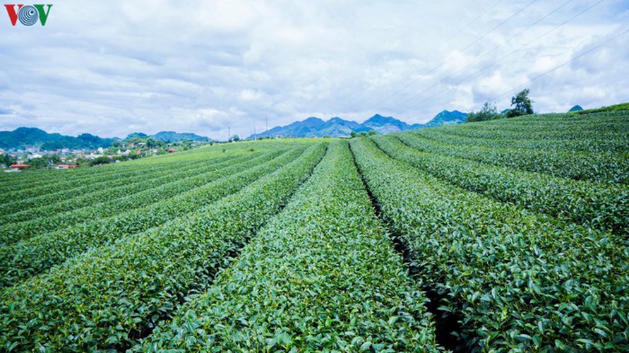 a view of the romantic green tea hills atop moc chau plateau hinh 9