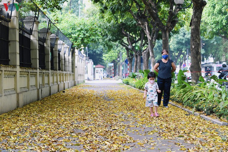 summer looms as hanoi streets are covered in falling yellow leaves hinh 10