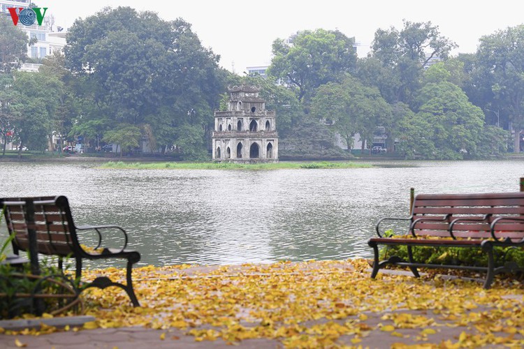 summer looms as hanoi streets are covered in falling yellow leaves hinh 11