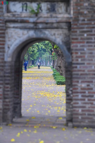 summer looms as hanoi streets are covered in falling yellow leaves hinh 12