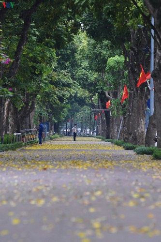 summer looms as hanoi streets are covered in falling yellow leaves hinh 13