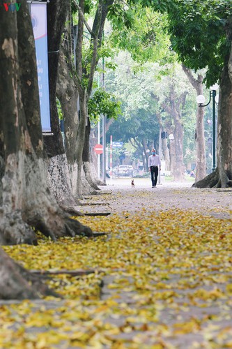 summer looms as hanoi streets are covered in falling yellow leaves hinh 14