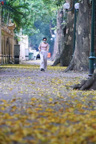 summer looms as hanoi streets are covered in falling yellow leaves hinh 15