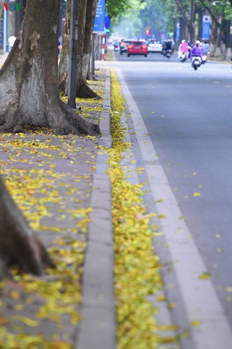 summer looms as hanoi streets are covered in falling yellow leaves hinh 16