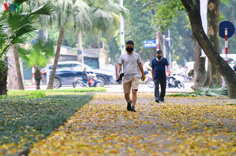 summer looms as hanoi streets are covered in falling yellow leaves hinh 17