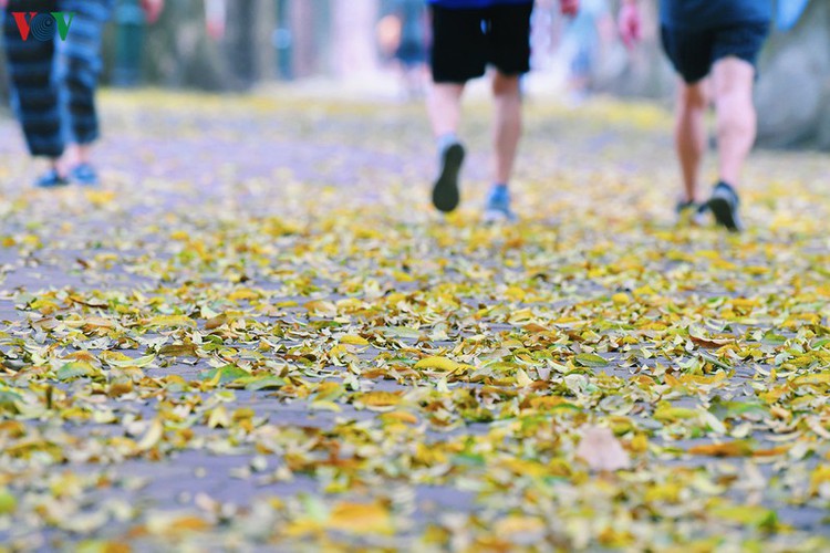 summer looms as hanoi streets are covered in falling yellow leaves hinh 18