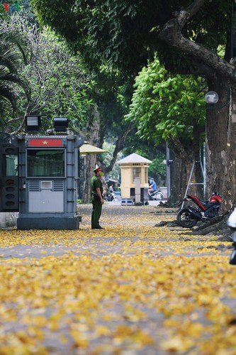 summer looms as hanoi streets are covered in falling yellow leaves hinh 1