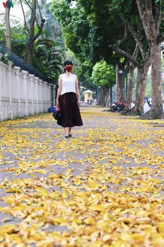 summer looms as hanoi streets are covered in falling yellow leaves hinh 2