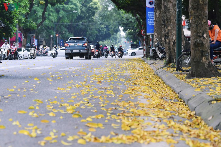 summer looms as hanoi streets are covered in falling yellow leaves hinh 3